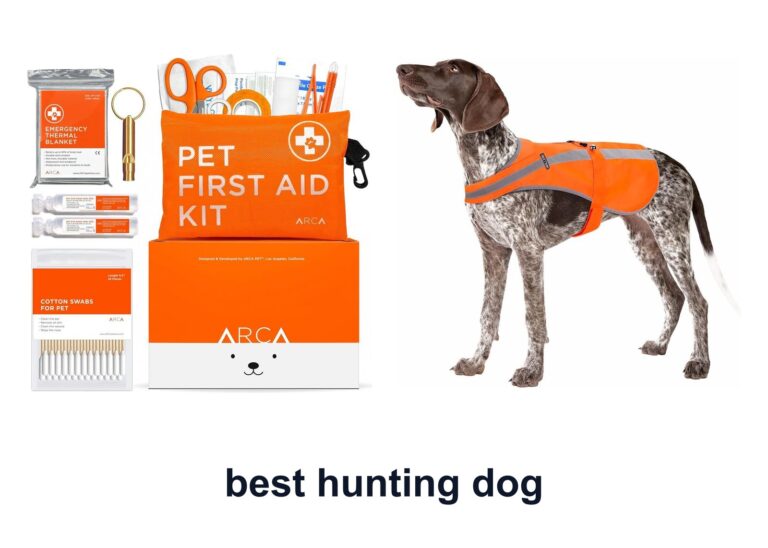10 Best Hunting Dog To Train Smarter