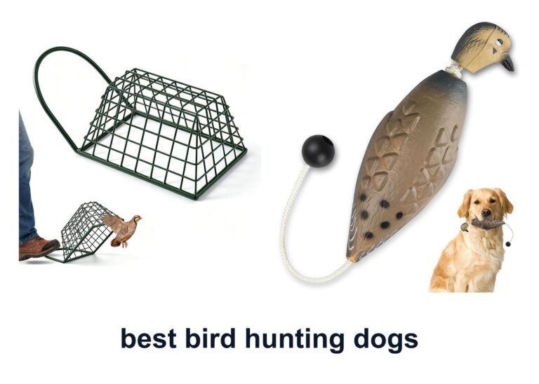 10 Best Bird Hunting Dogs For Better Field Training