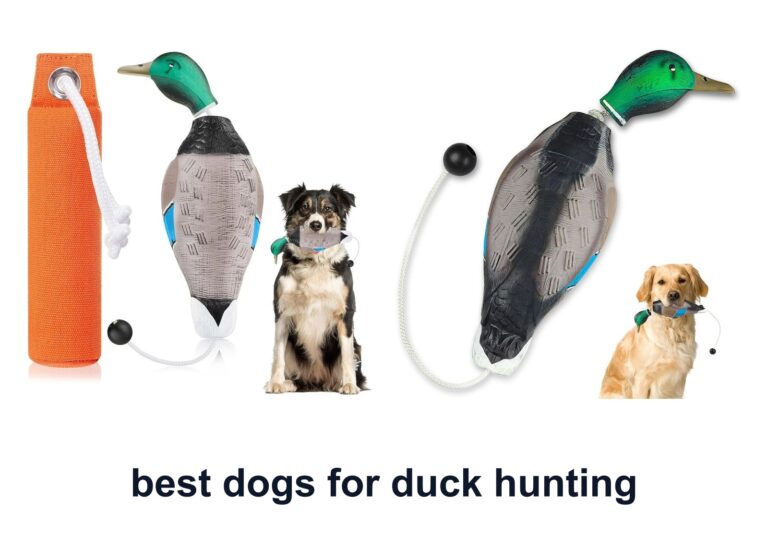 7 Best Dogs Duck Hunting To Train Smarter