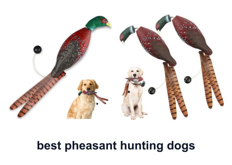 10 Best Pheasant Hunting Dogs For Better Retrieves