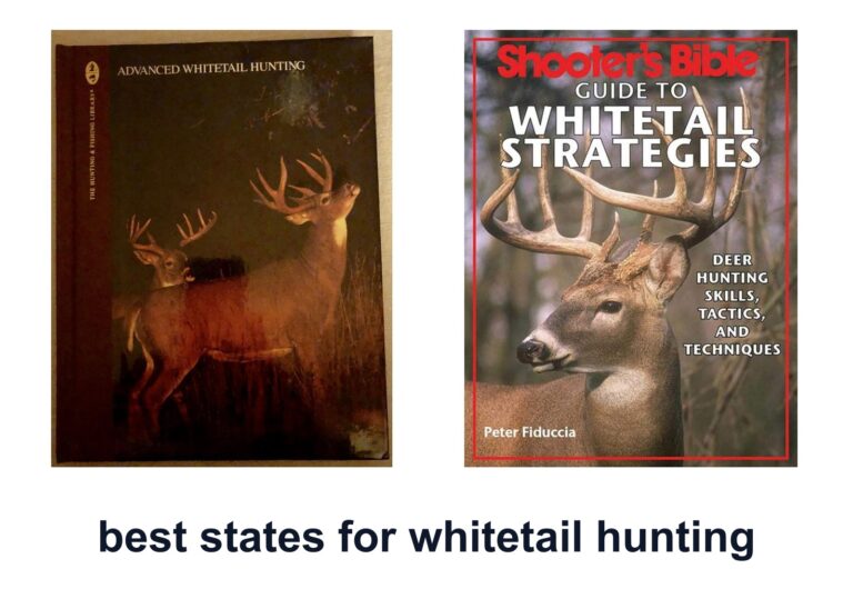10 Best states whitetail hunting to Find Big Bucks
